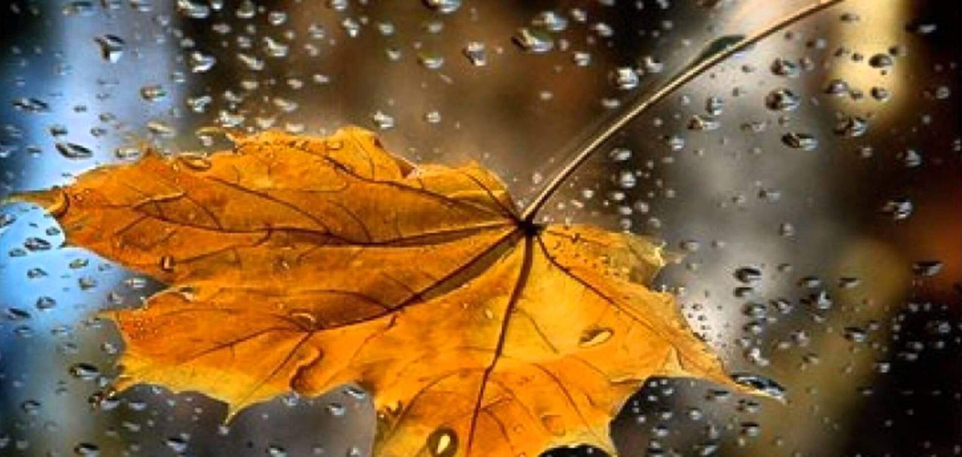 Грибники, готовьте корзины: украинцев предупредили о резкой смене погоды