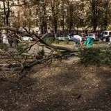 Пробито легкое и сломан позвоночник: в Днепре дерево убило беременную девушку