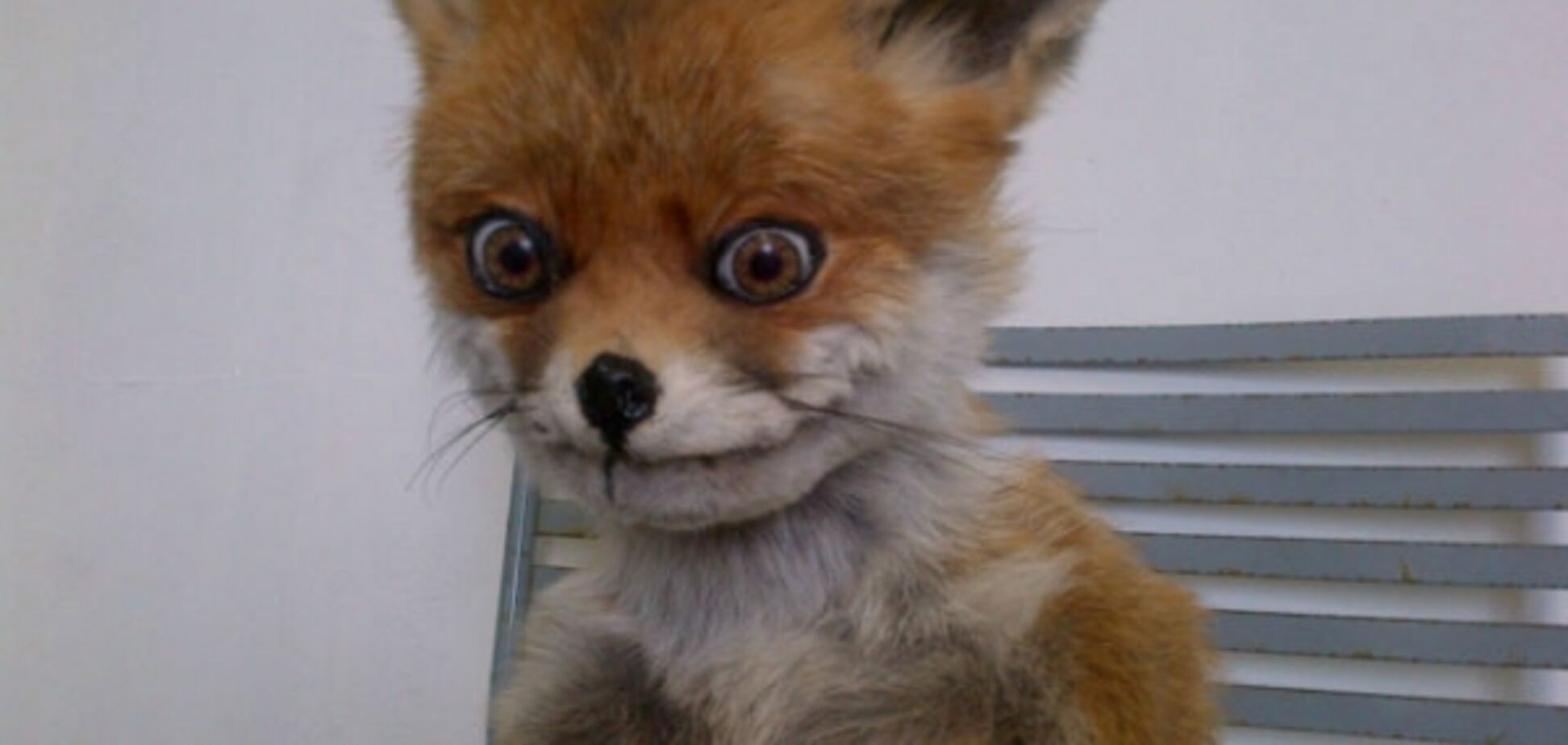 'Оральна вакцинація лисиць': нардеп розкрив черговий спосіб 'розпилу' держкоштів