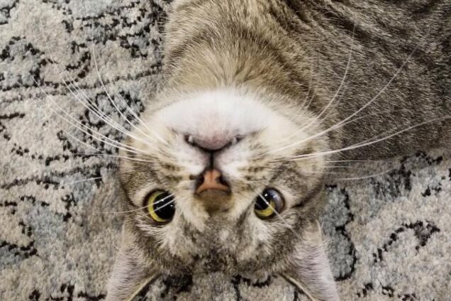 Кішка з з найнезвичайнішим поглядом стала улюбленицею соцмереж: цікаві фото