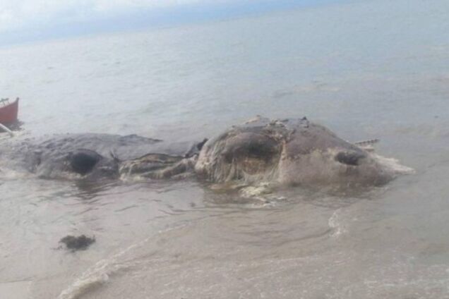 К берегу Филиппин прибило неизвестного монстра: опубликованы фото