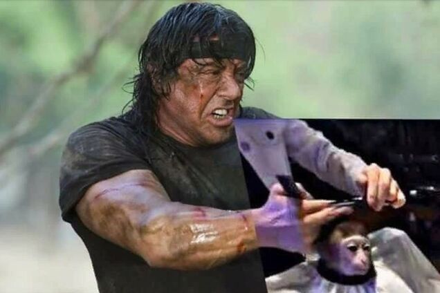 Ее стригли все звезды: обезьянка в салоне красоты стала мэмом сети. Забавные фото