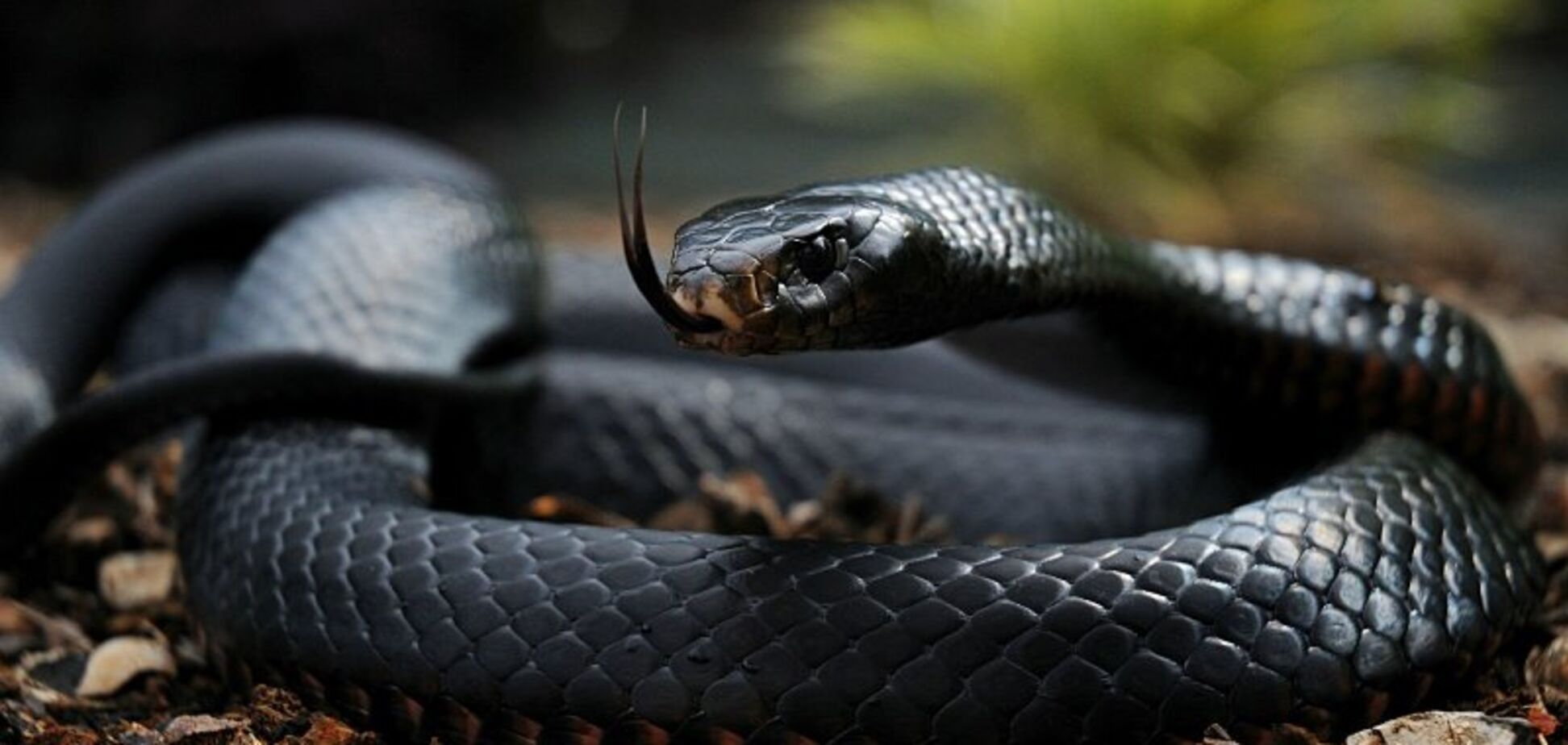 Страшна смерть блогера від укусу змії: як його можна було врятувати