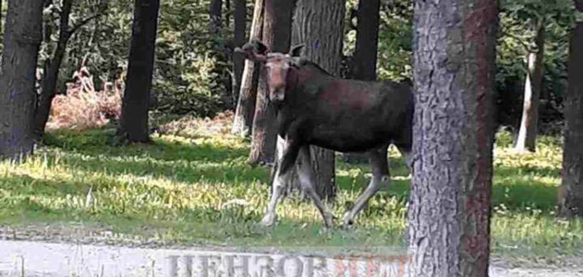 Взрывы в Калиновке: виноваты лоси?