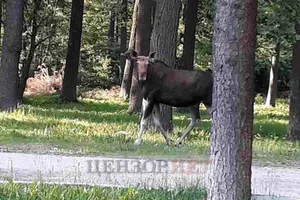 Взрывы в Калиновке: виноваты лоси?