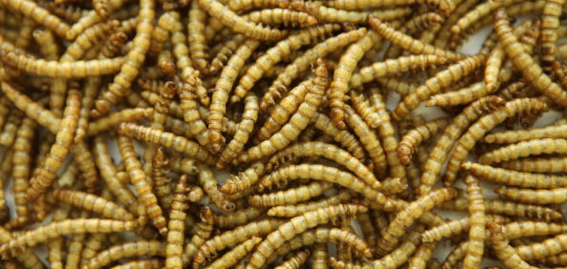 Конфеты с мясом: 'сюрприз' в десерте из магазина возмутил украинцев