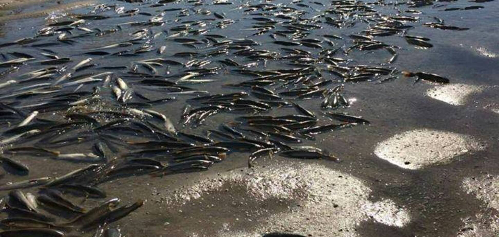 Ситуация вокруг Молочного лимана: экологическое бедствие или банальный пиар?