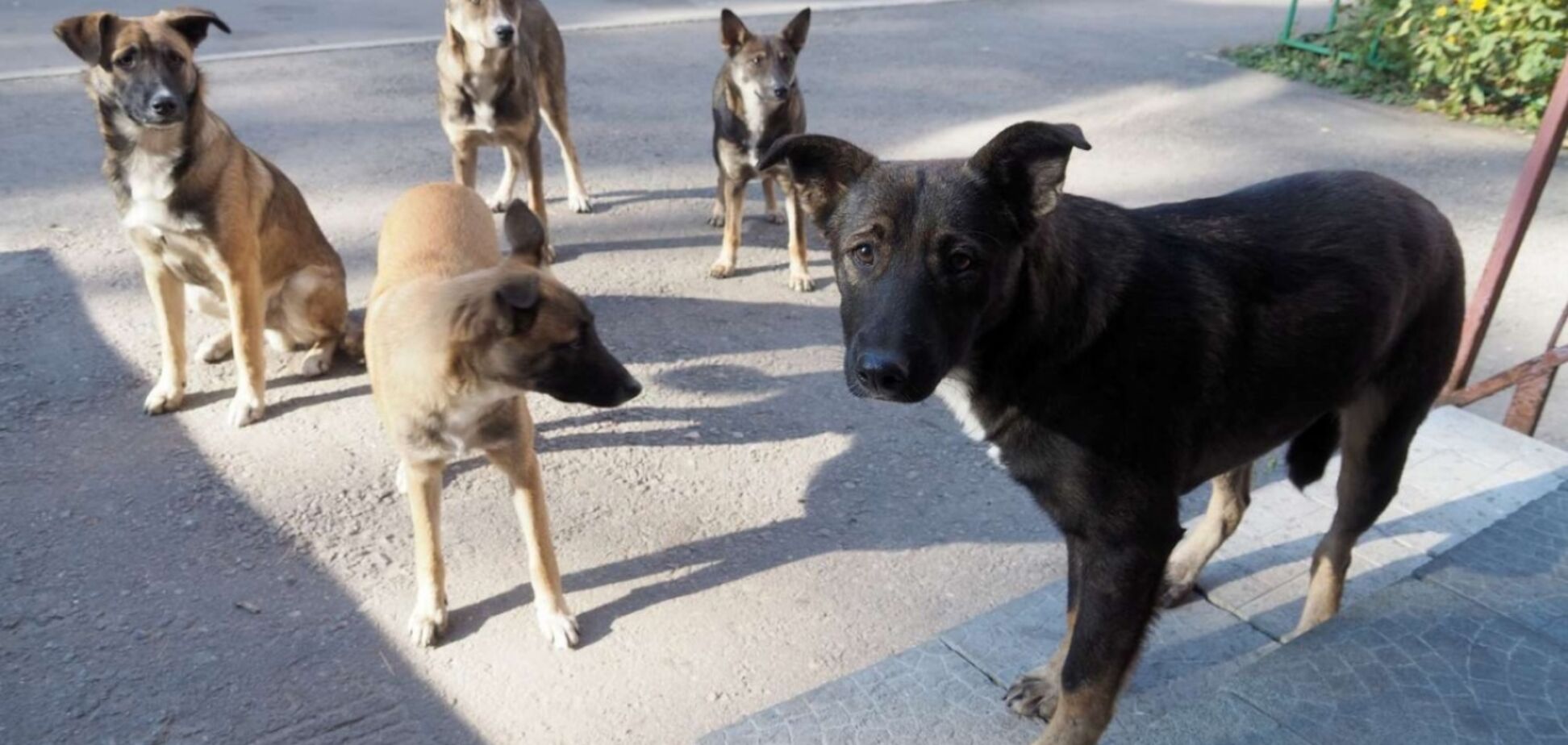 Этическая дилемма - проблема бездомных животных