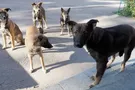Этическая дилемма - проблема бездомных животных