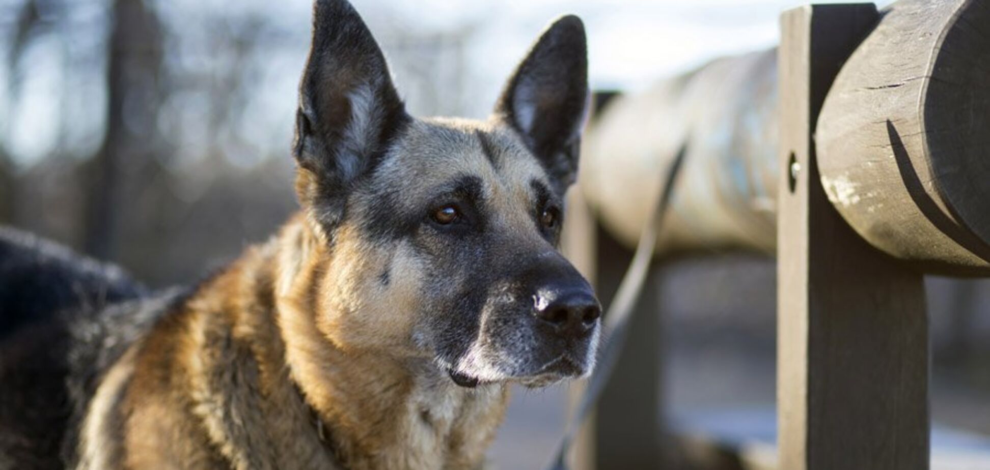 Жуткое убийство собаки молотком: извергу из Харькова вынесли приговор