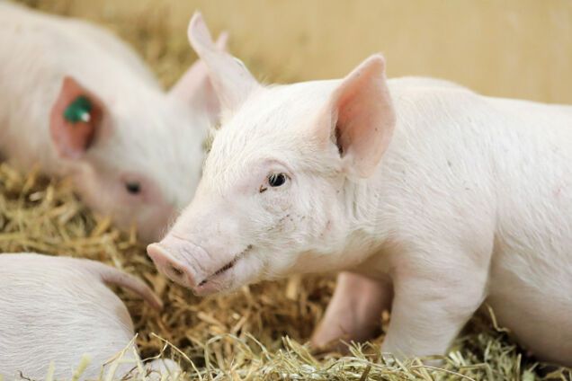 'А можно 'Град' на свинью выменять?' Чудеса экономики 'ЛНР' довели сеть до слез