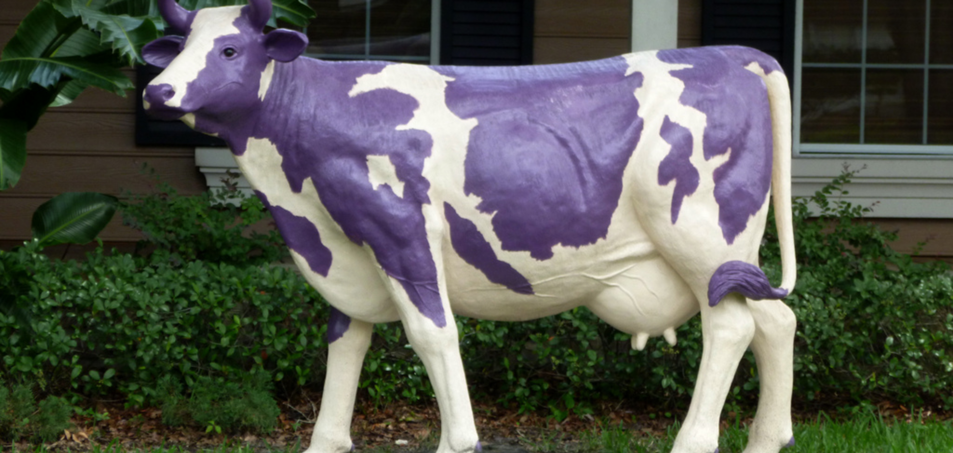 Плоская земля и фиолетовые коровы