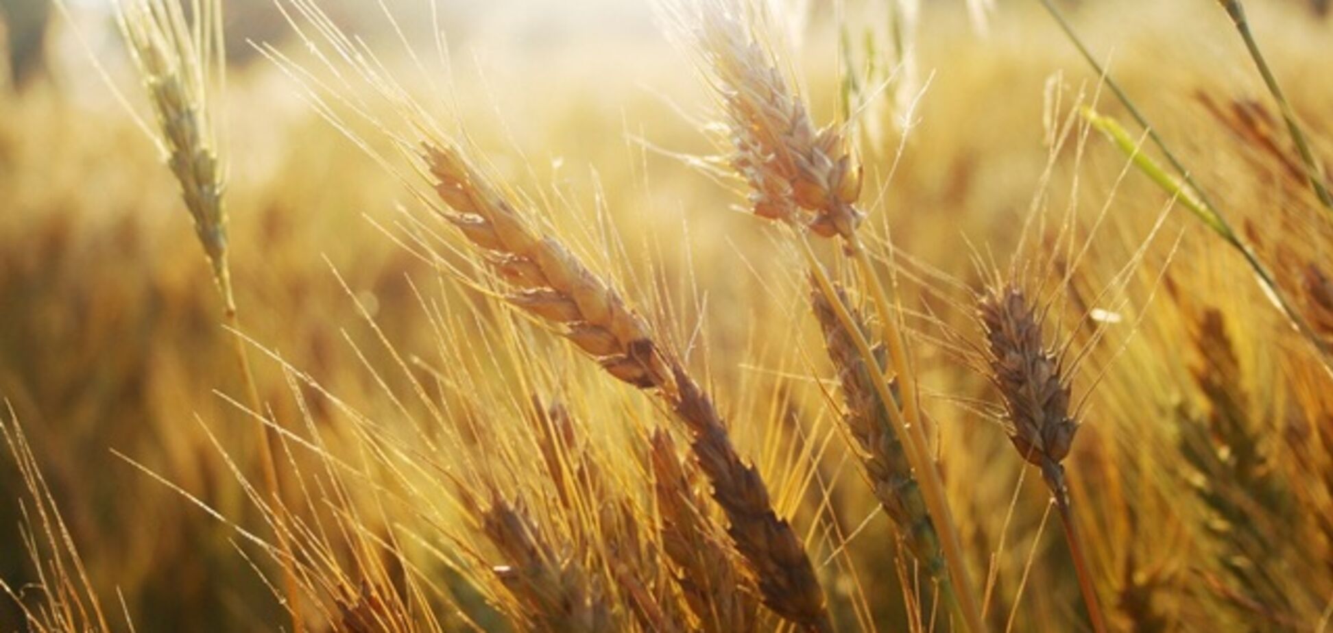 СМИ: в Херсонской области рейдеры незаконно собрали урожай