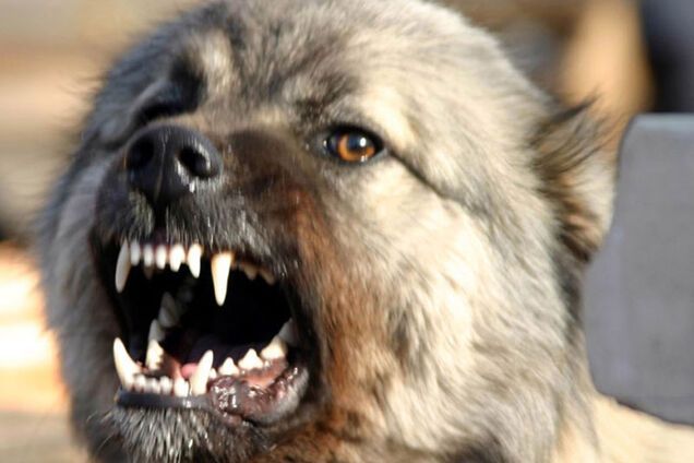 'Відкупився колом': на Волині вівчарка священика УПЦ МП покусала дитину