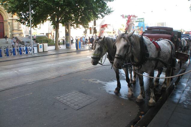 Позитивный коррупционер