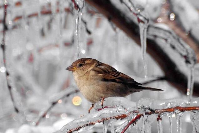 Погода на вихідні: по Україні вдарять сильні морози