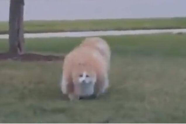 Диванна 'котоподушка' і футбол у церкві: кращі анекдоти та приколи за 16 січня