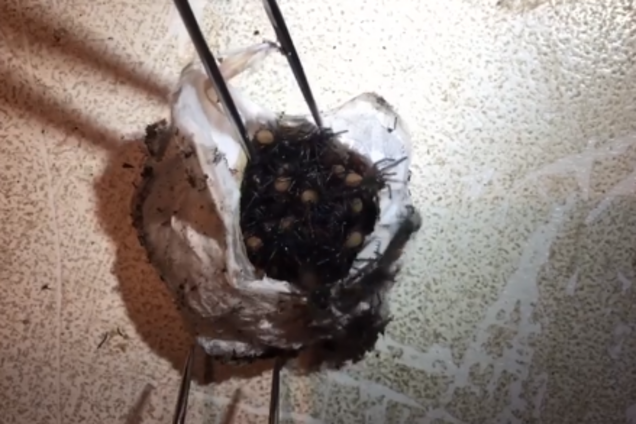 Рождение опаснейших пауков в мире