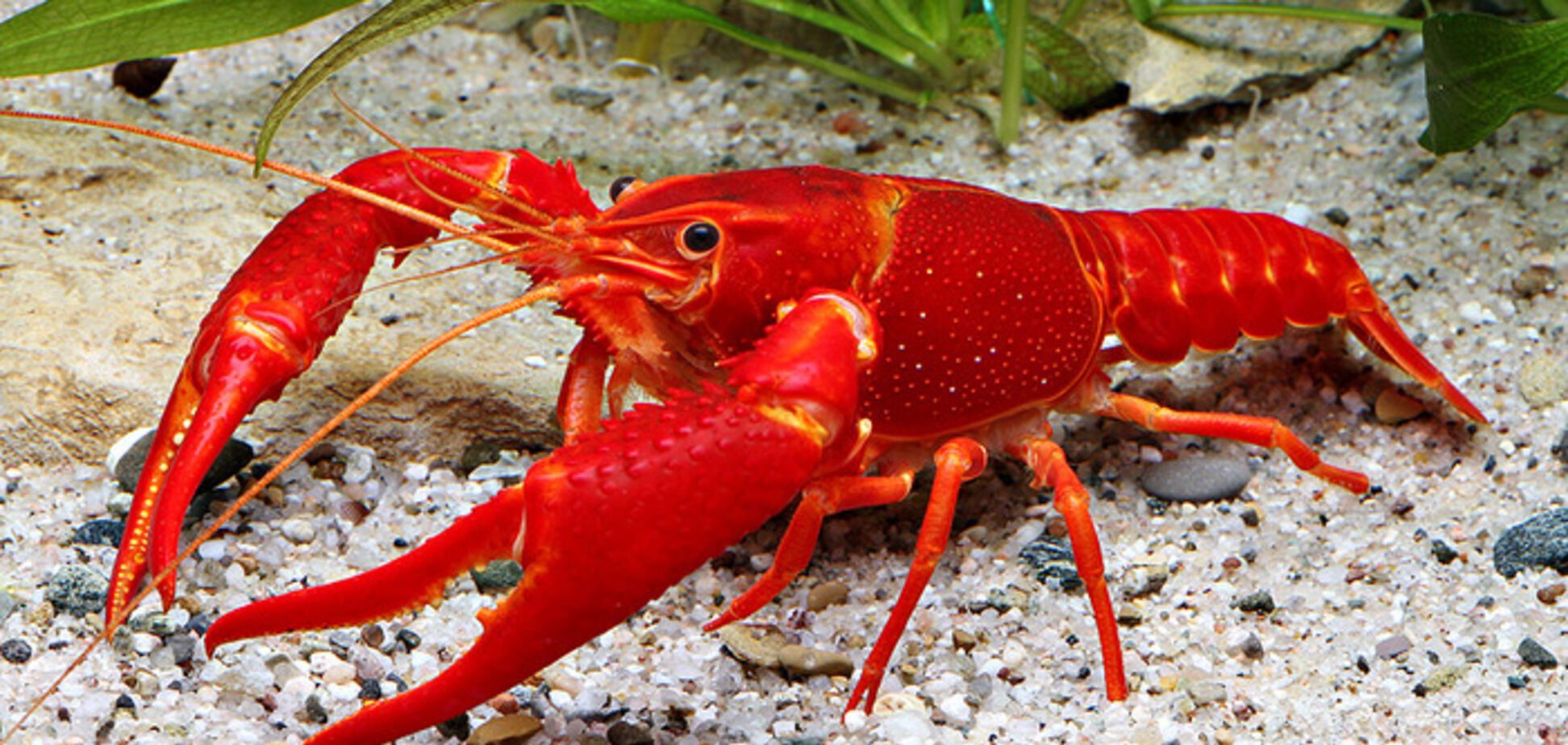 Права раков и дважды беженцев