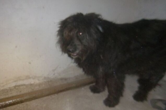 'Отметил год Собаки': киевский живодер шокировал сеть жестоким поступком