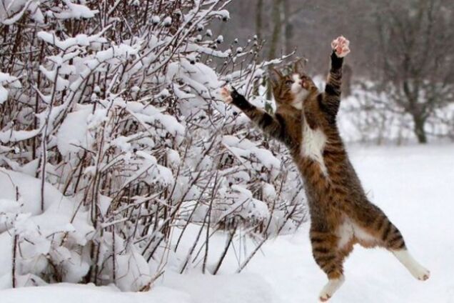 Мороз не відступить? Синоптики розповіли про погоду на початок робочого тижня