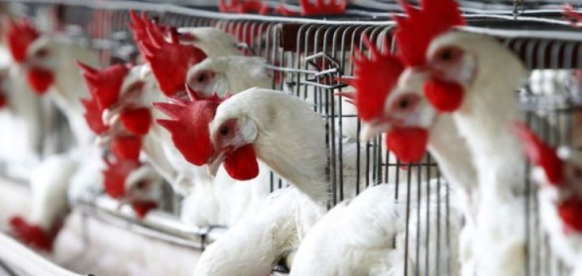 Виробник курятини МХП вивів Вінниччину у лідери агропрому