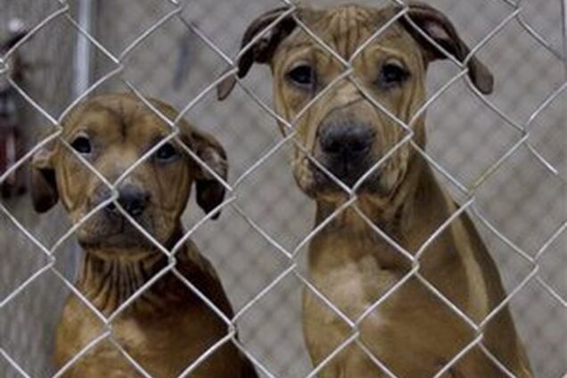 'Снимает стресс': живодер цинично пояснил расстрелы у приюта животных в Киеве