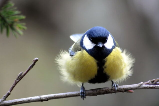 'Всі синиці - пі*араси': нардеп порвал сеть курьезным постом об украинцах