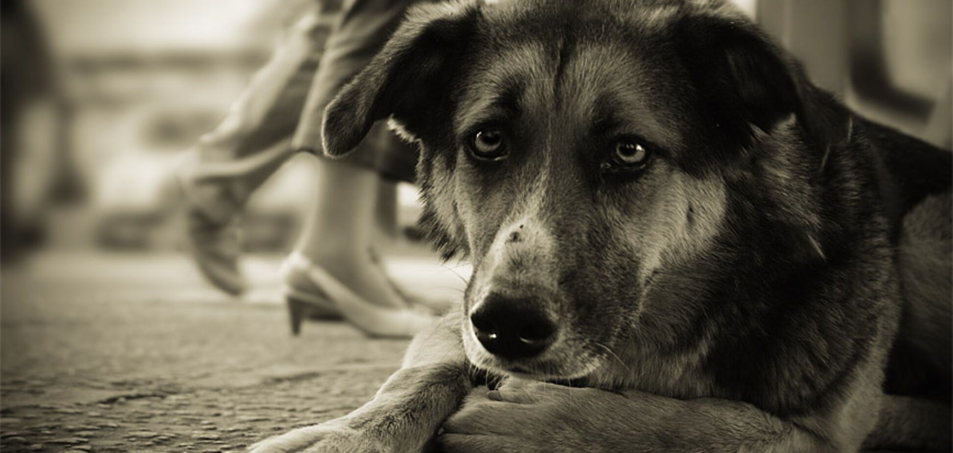 З'їв більше 20 собак: стало відомо про жахливі злочини шкуродера на Черкащині