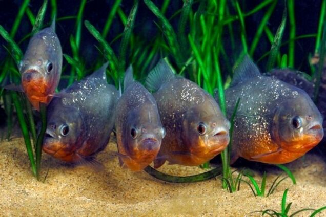 Українці - акваріумні рибки? Відомі люди висловилися про 'тупу' націю