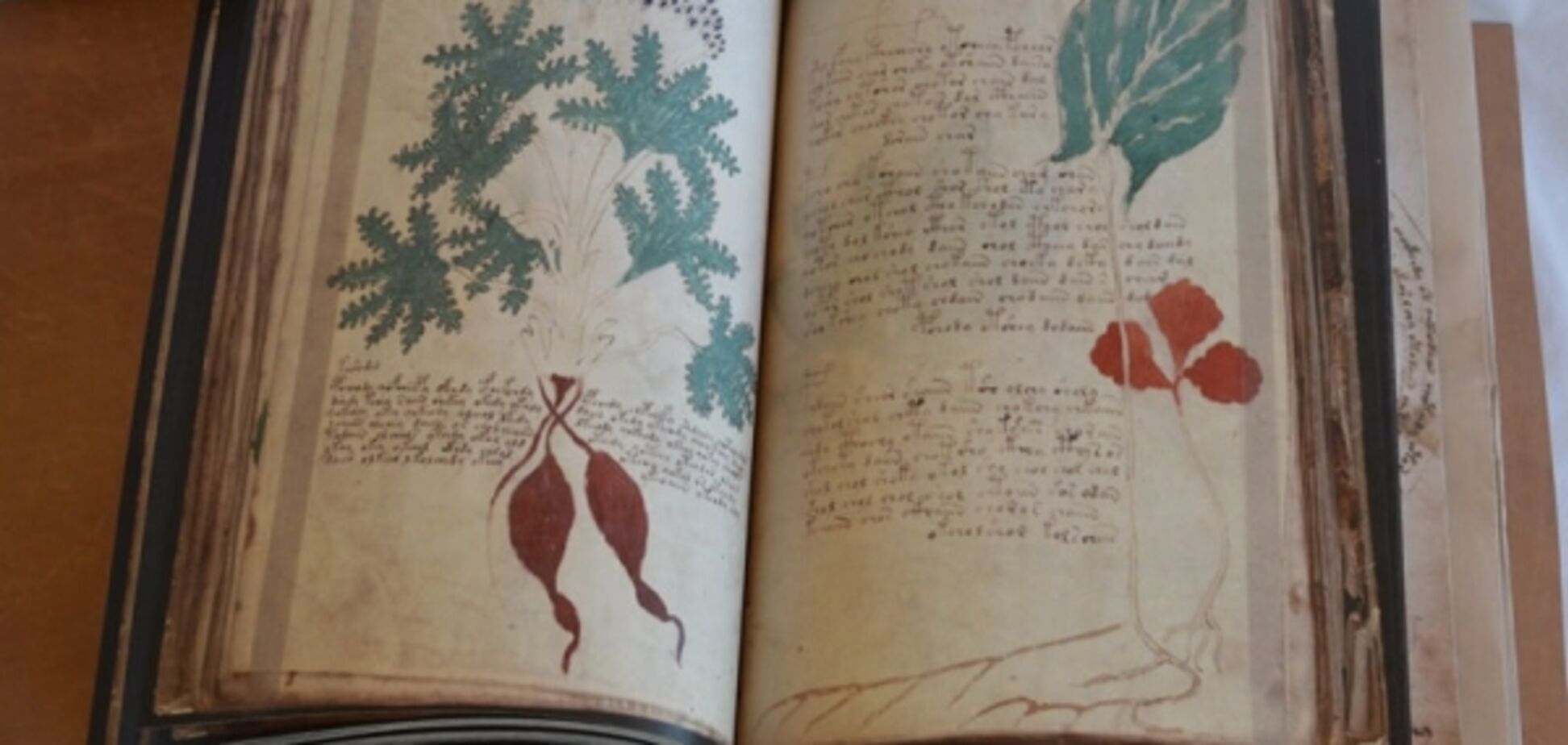 Манускрипт Войнича