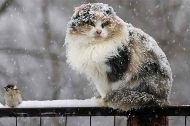 Погода в Києві: синоптик попередила про неприємні 'сюрпризи'