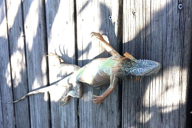 В США аномальные холода привели к массовому 'игуанопаду': появились фото и видео