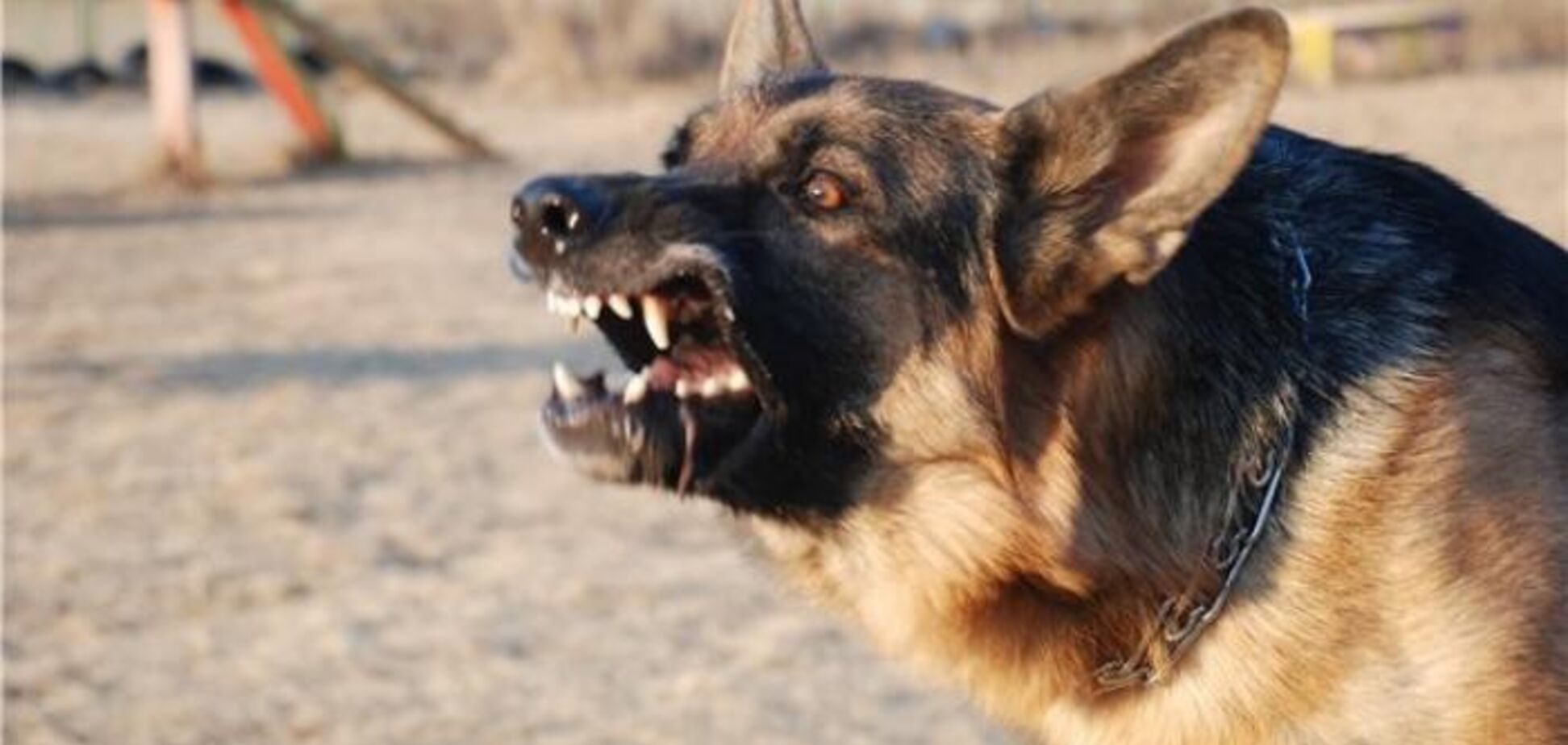 Собаки загрызли воина АТО: срок за жуткую трагедию получил пенсионер