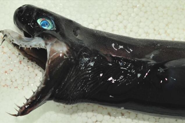 Как из фильма 'Чужой': в Тихом океане выловили монстра с жуткими клыками