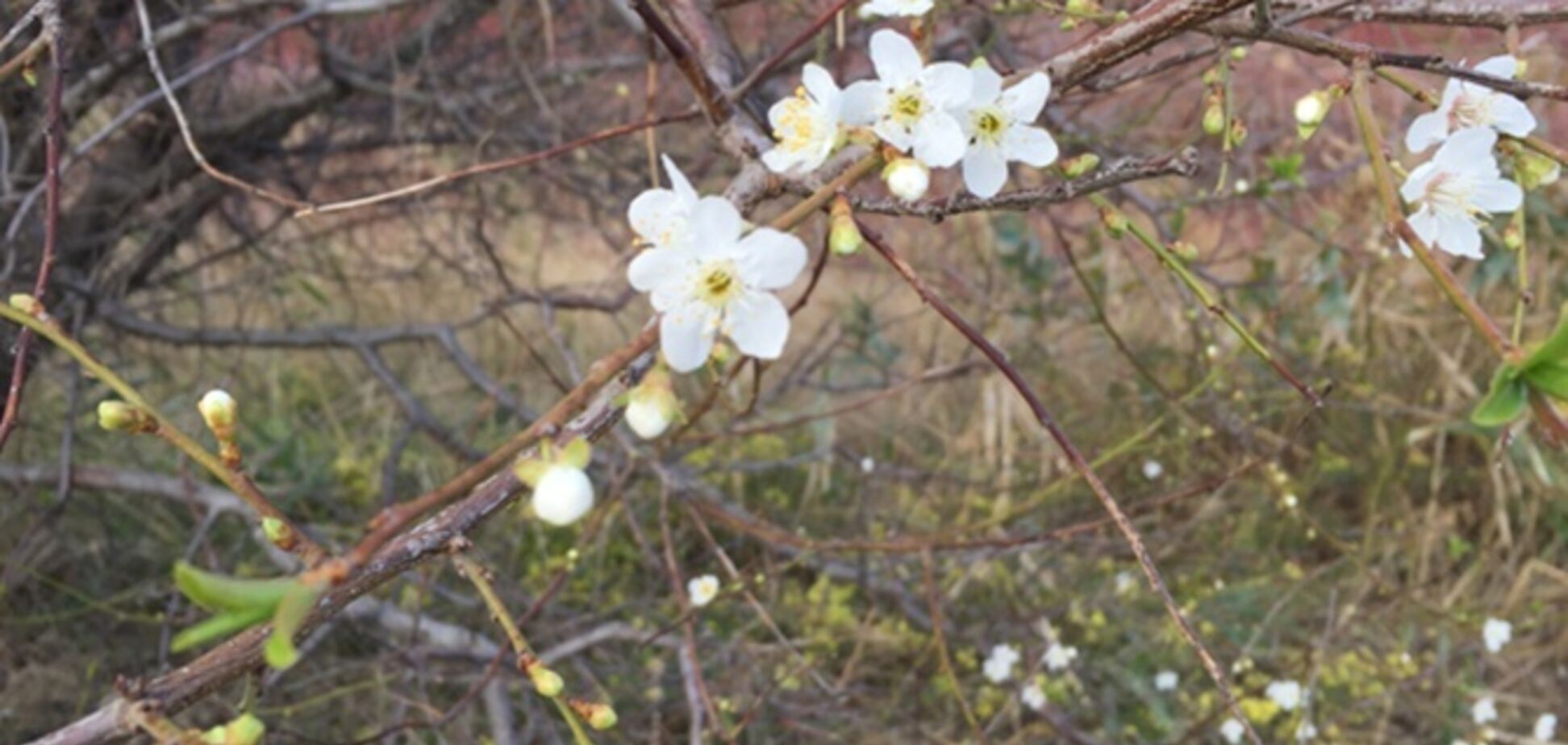 У Бердянську помітили природну аномалію: що трапилося