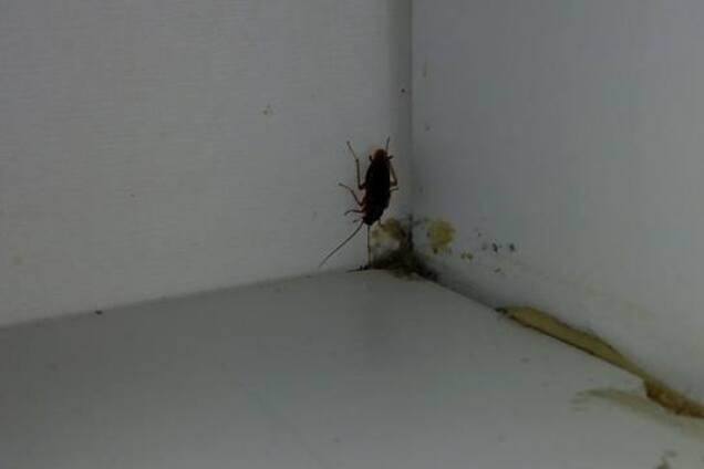 ''Целое стадо тараканов!'' Крупный ТРЦ Киева угодил в новый скандал из-за антисанитарии