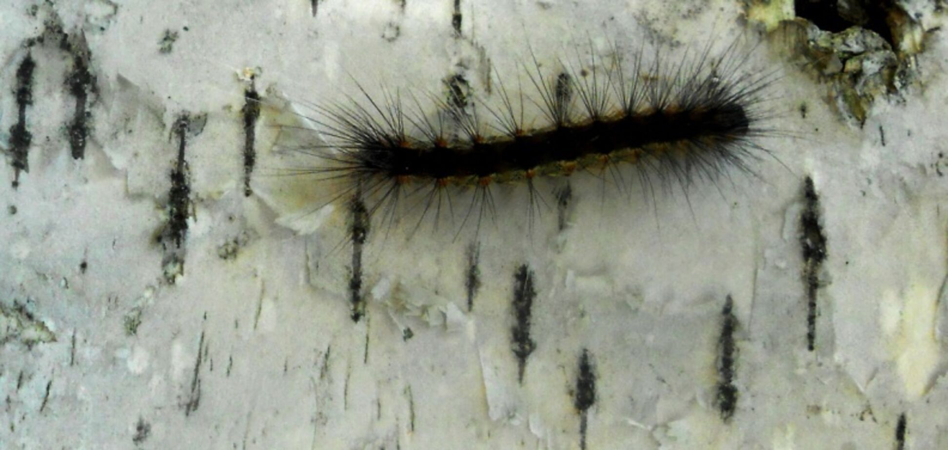 В Украине заметили личинки опасных насекомых: фото