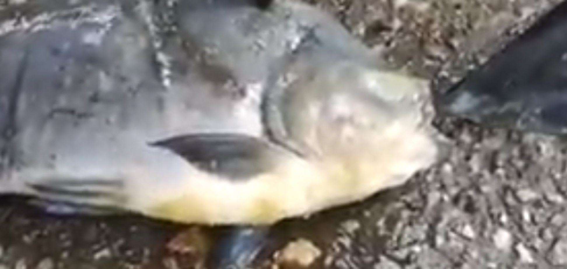 Тихий жах: у Росії зловили рибу з людськими зубами. Відео монстра