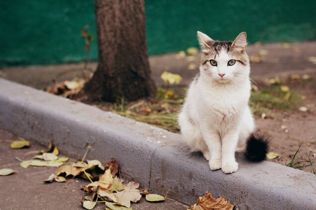 Харьковчане требуют признать котов частью экосистемы города