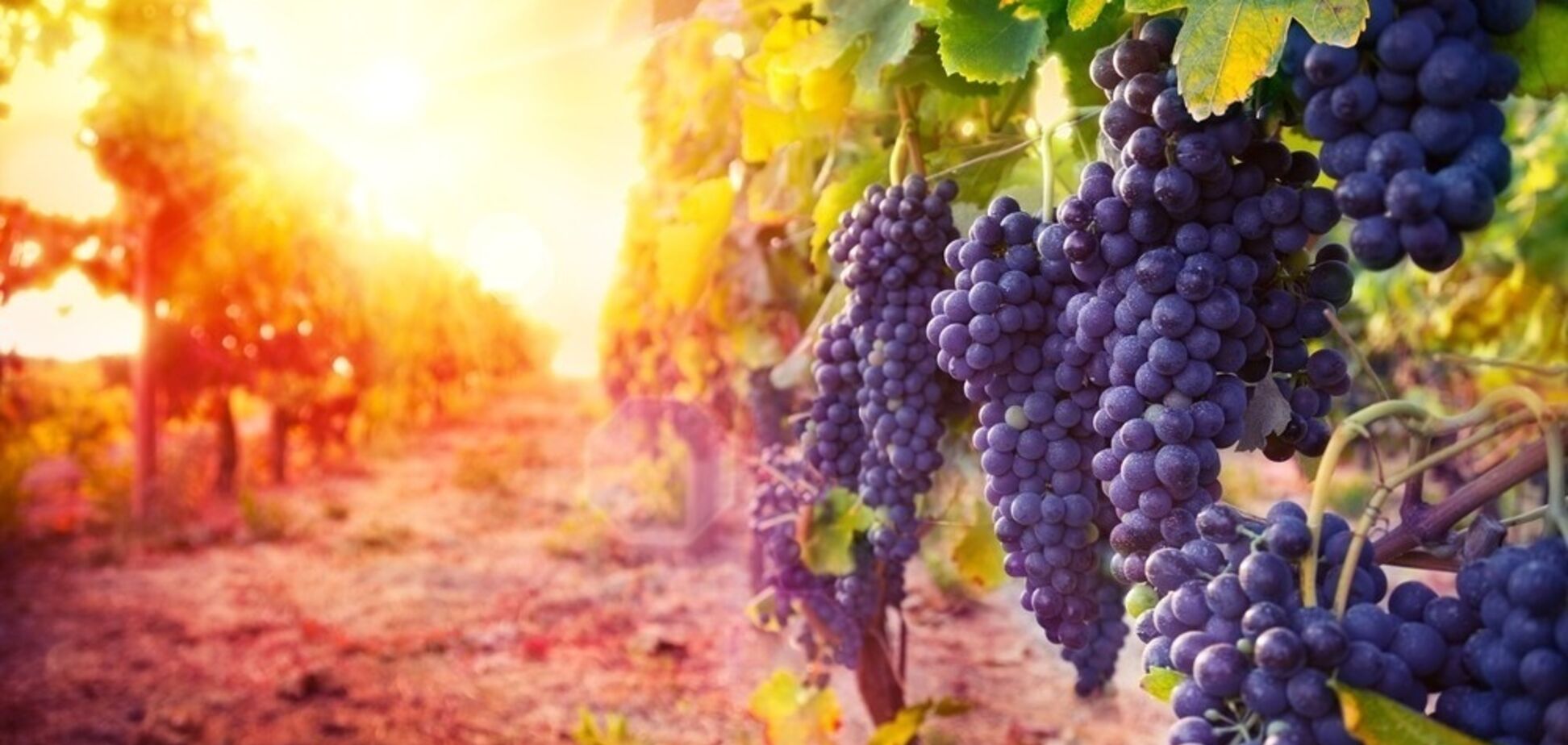 Україна звинуватила Росію у знищенні виноградників у Криму: з'явилося показове фото
