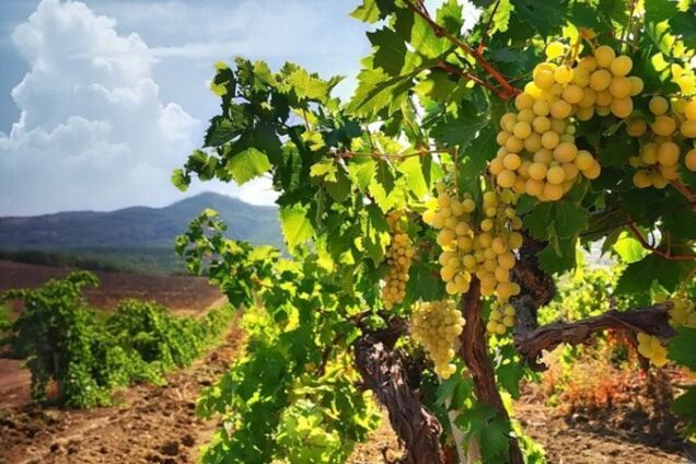 Из Крыма может исчезнуть вино: что произошло