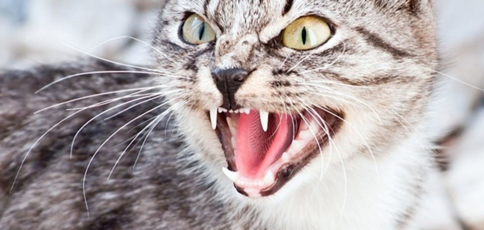 В Запорожской области на женщину напал кот