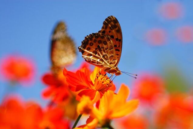 Днем резко потеплеет: синоптики уточнили предпраздничный прогноз погоды в Украине
