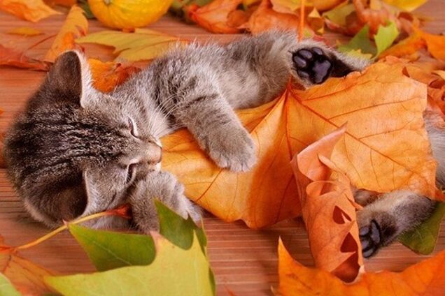 От заморозков до +25: синоптики дали неоднозначный прогноз по Украине