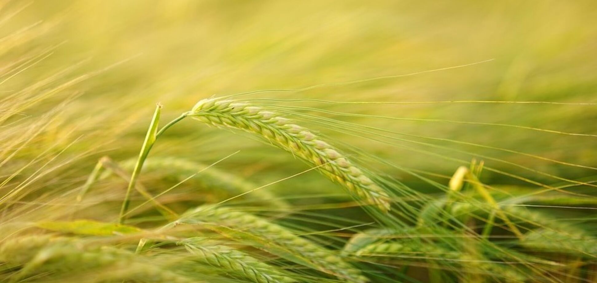 В 'Росток-Холдинге' призвали Президента Украины разобраться с попыткой рейдерства