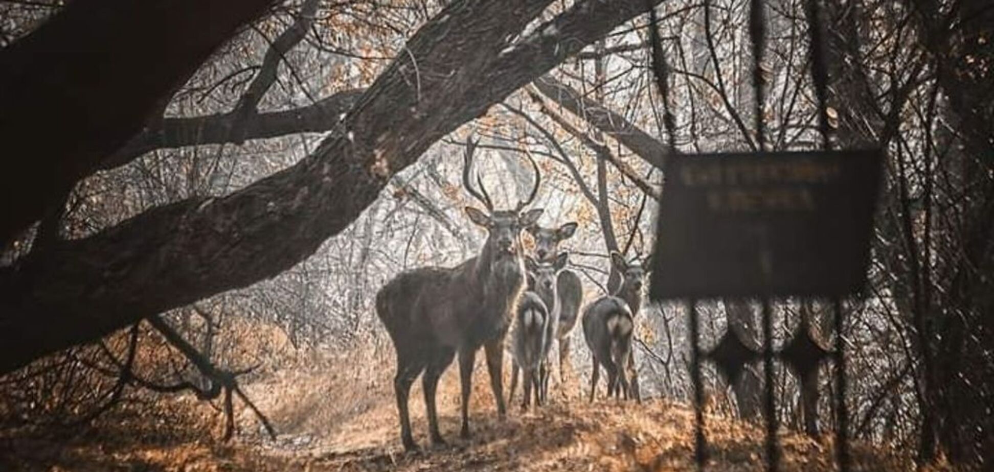 ''Фотошоп?'' В Запорожье заметили редких животных