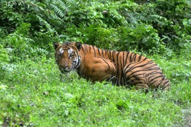 В США посетитель зоопарка полез в вольер к тигру за своими очками: видео