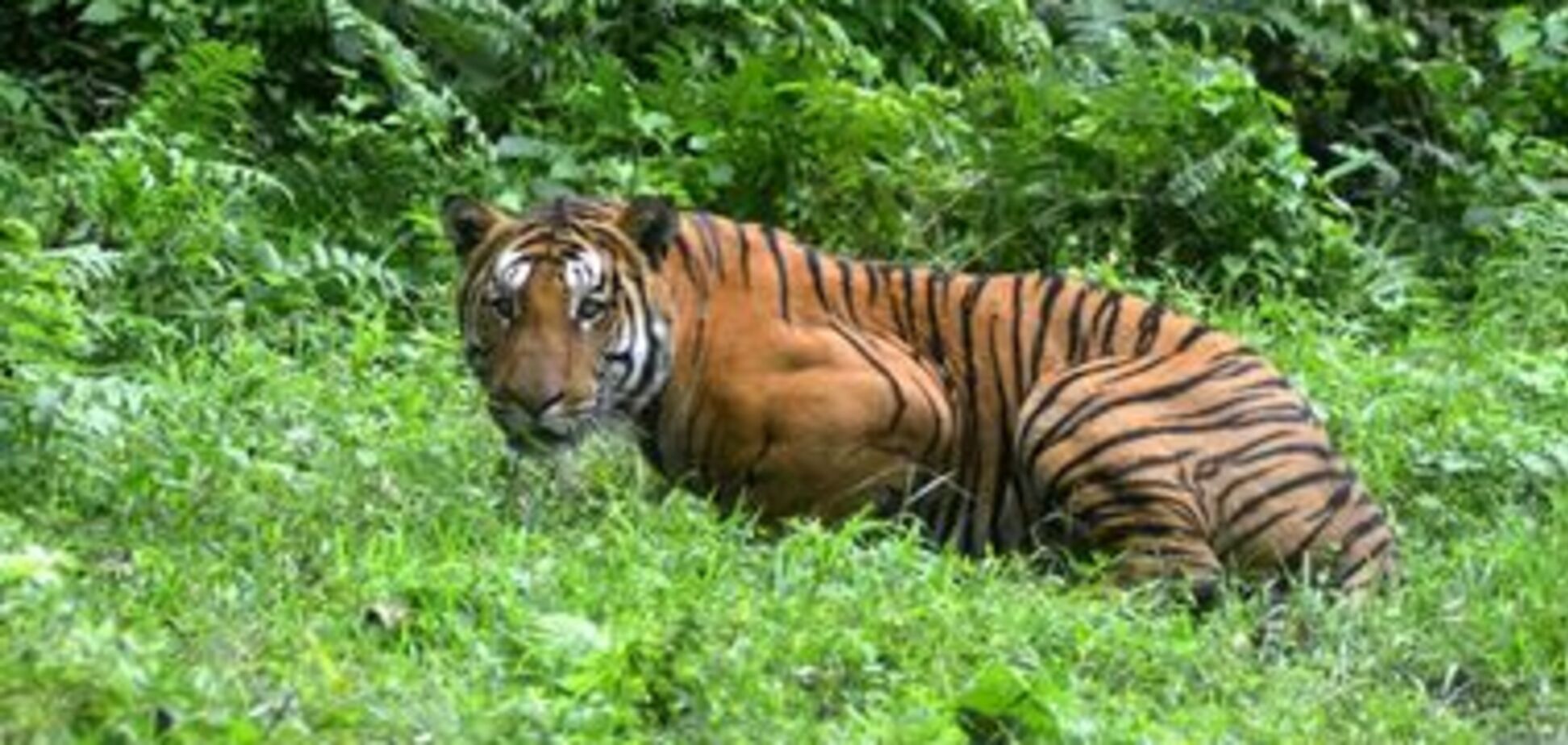 В США посетитель зоопарка полез в вольер к тигру за своими очками: видео