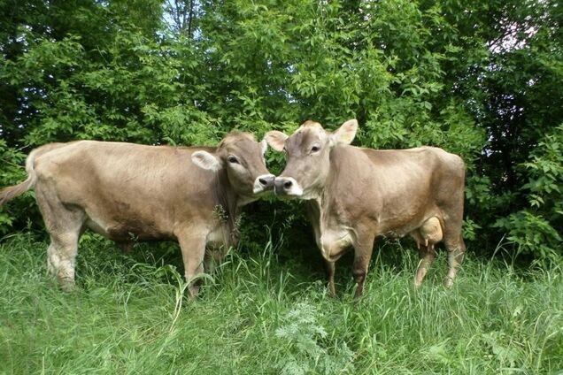 У 'Укрлендфармінг' запропонували вирішення проблеми з дорогими кормами для тваринництва